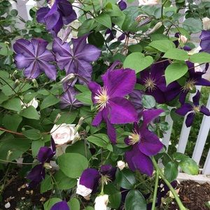 Meet your Posher, Alison